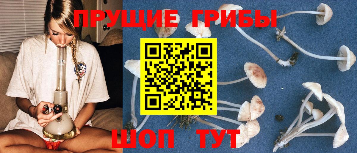 Псилоцибиновые грибы Psilocybe Павловский Посад